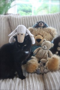 cat teddies